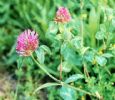 Red Clover Extract 20% Isoflavones